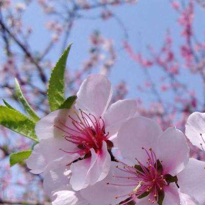 谁有正规万博网址截图